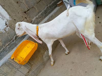 Pure Gulabi bakri with kids