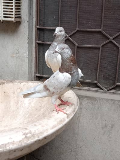 lalkana sab Wala  original nar or Dr ghani sab wali madi