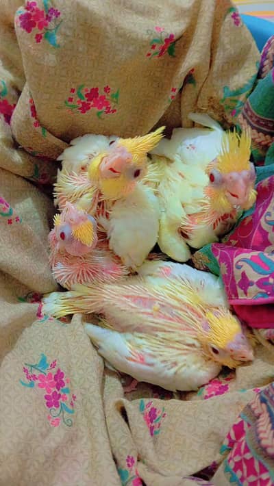 cockatiel Chicks available