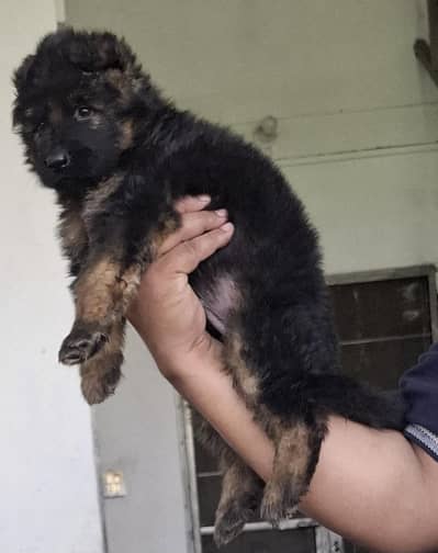 long cort top class german shepherd puppy