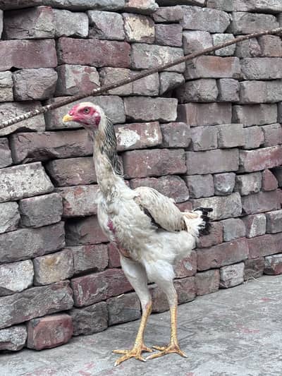 pure aseel hen ghar ki bread ha