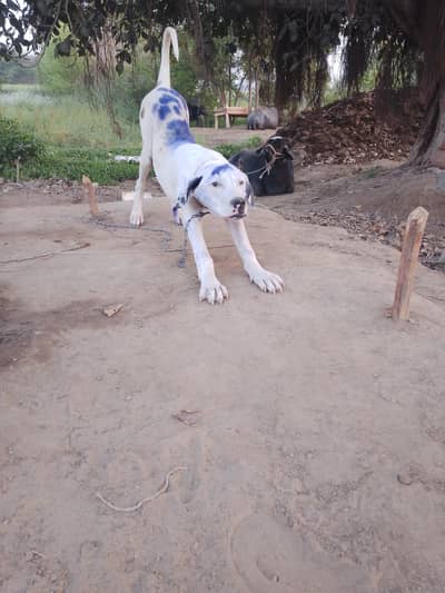 bully gultair dog for sale