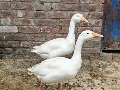 Large Long-Neck Duck Pair
