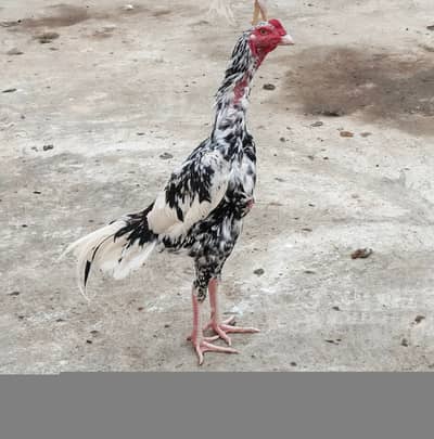 High quality Aseel murgha