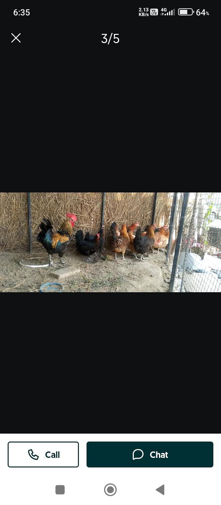 انڈہ دےرہی گھرکی پلی ہوئی ہے دیسی دانے پہ ہے اور اس کو فیڈ نہیں دی گئی 1