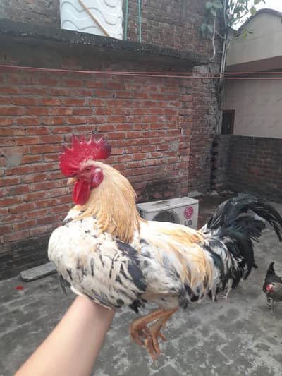 home breed golden. misri. hen