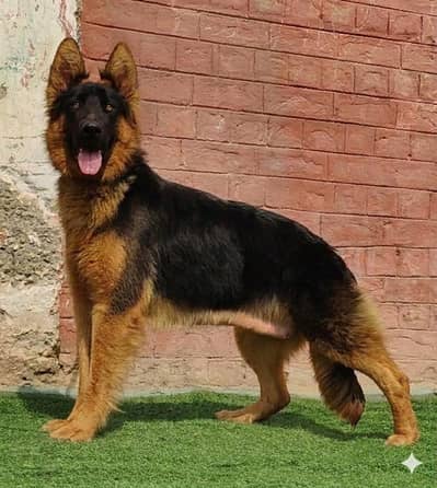 German shepherd female