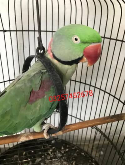 Kashmiri raw parrot for sale