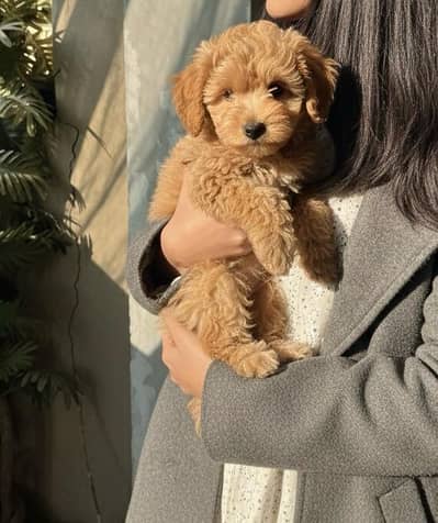 Shihtzu puppies 03075273683