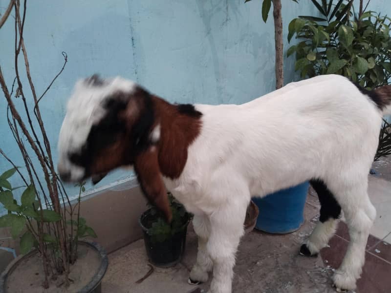 Bakra 0