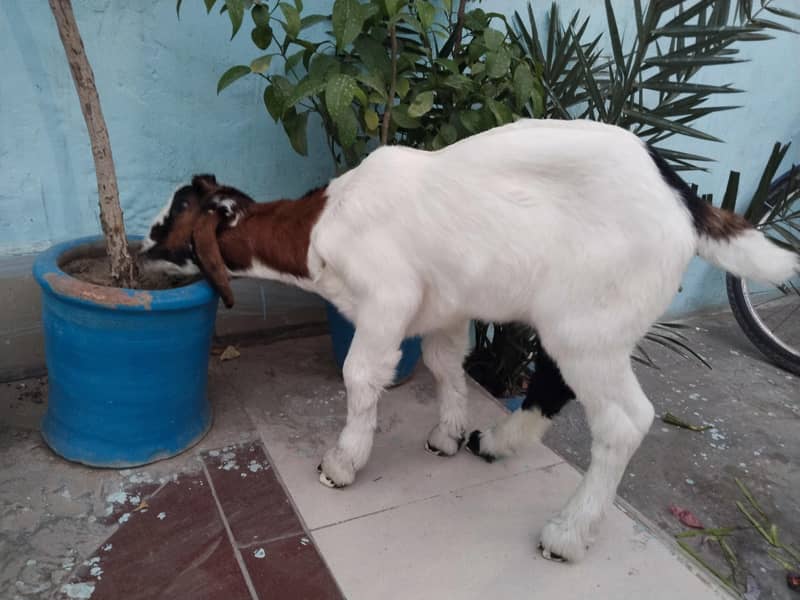 Bakra 3