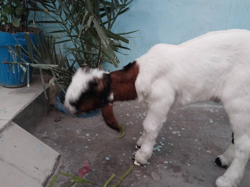 Bakra 4