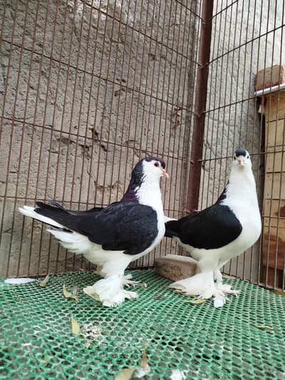 black German sherazi