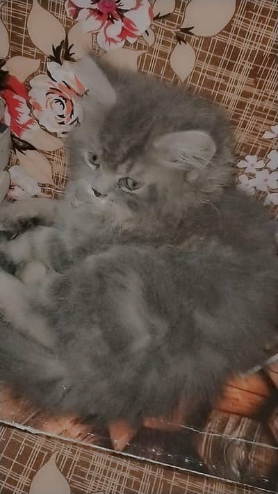persian cats for sale urgent