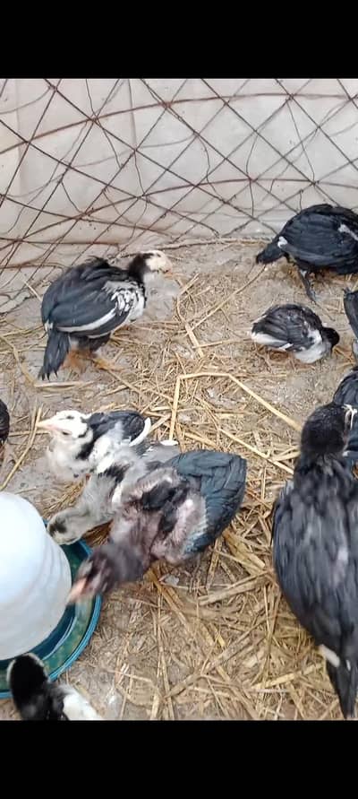 Pannas Aseel imported