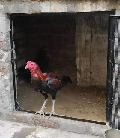 thai pakoya| Thai  egg