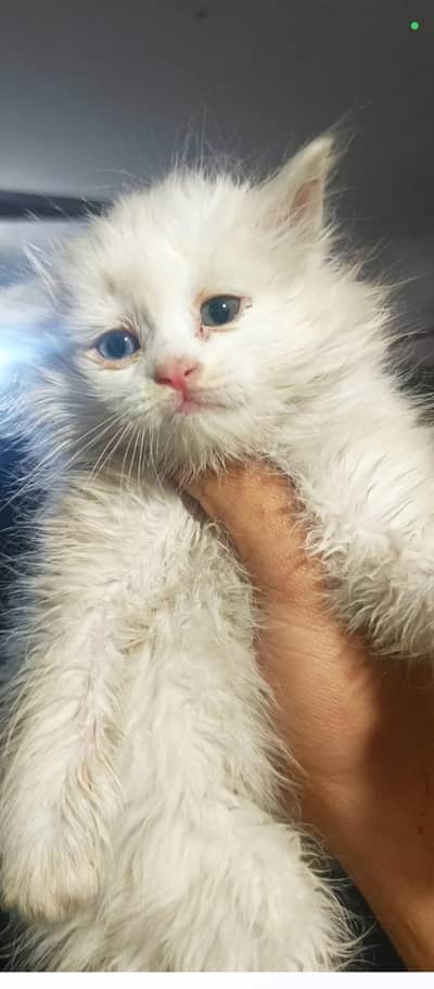 persion kitten beautiful playfull