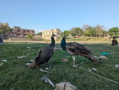 Blue And Green Shoulder Male