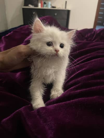 Persian Cat For sale