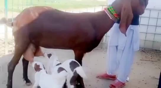 desi Bakri for sale 03405796364