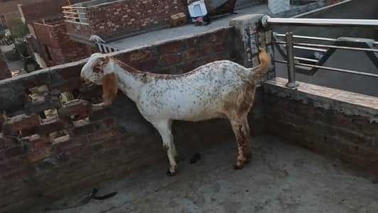 muh sy 6 dant hai  dodh deti hai (03098587262)