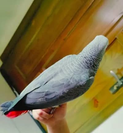 Gray parrot