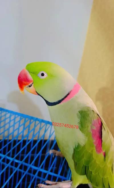 Kashmiri raw parrot for sale