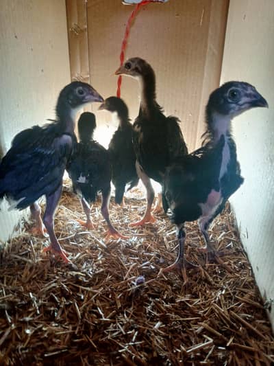Aseel And Ayam cemani chicks for sale