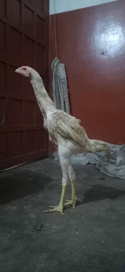 king size o white shamo