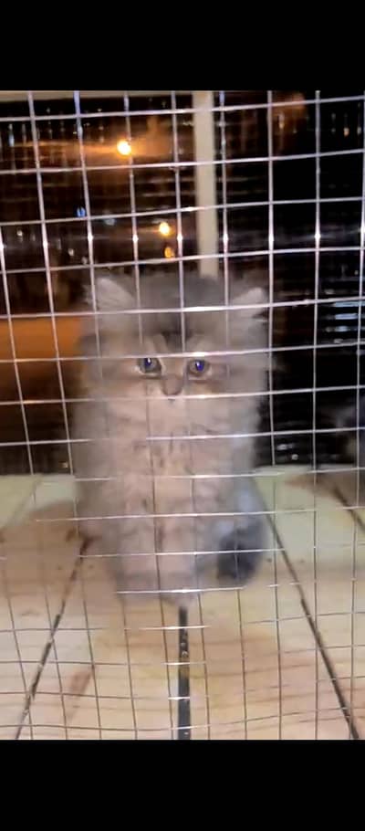 smoke grey Persian long coat kitten