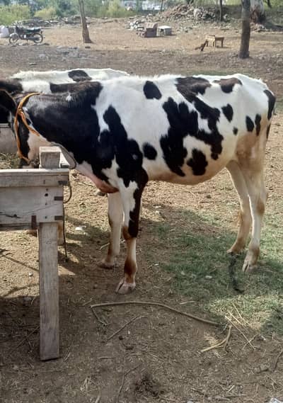 gercy freezian cross breed