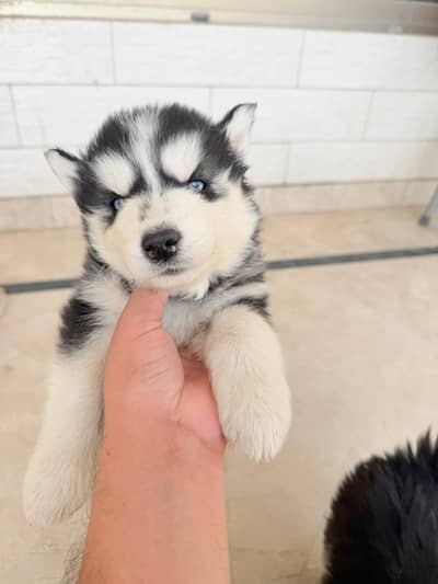 Healthy Siberian Husky Puppies with Blue Eyes for Sale