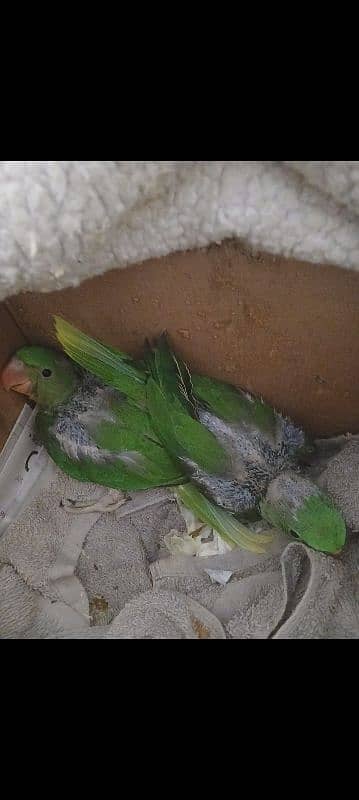 Raw Parrot , Tota for sale