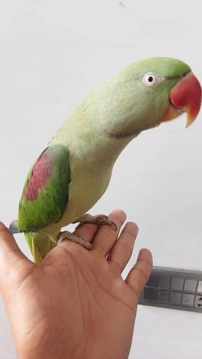 jumbo size raw pair tammed and talking