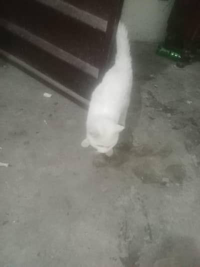 white color Persian male cat