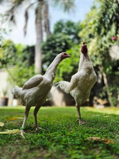 TOP quality aseel heera pair