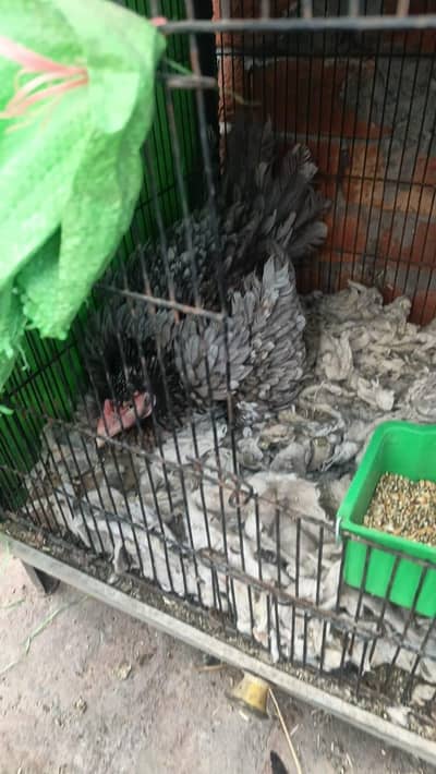 kurak hen | kurak madi | kuruk murgi | aseel hen | broody hen