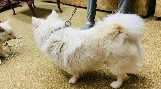 Russian puppy dog eag 3 month 03492457740 my WhatsApp number