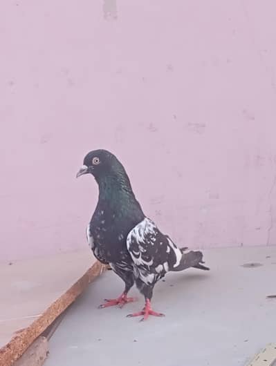 mashallah say bahtreen pair ha  jis bhai ko chahiyea wo contact karly