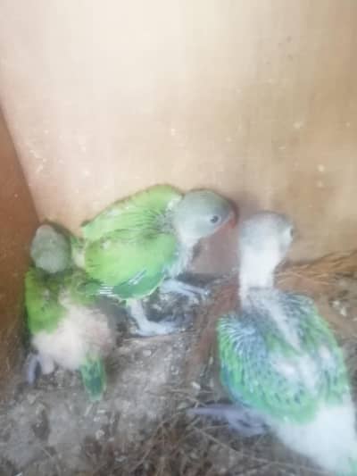 RINGNECK CHICKS