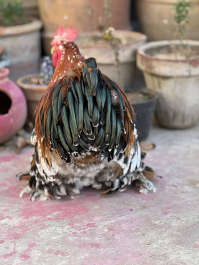 TOP QUALITY COCHIN BANTAM CHICKS