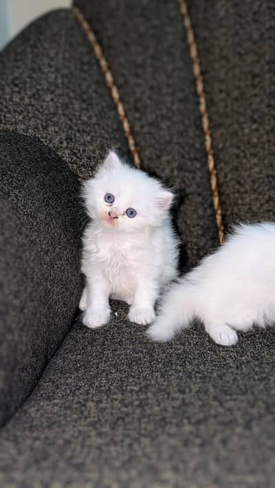 Triple coat Persian cat pair