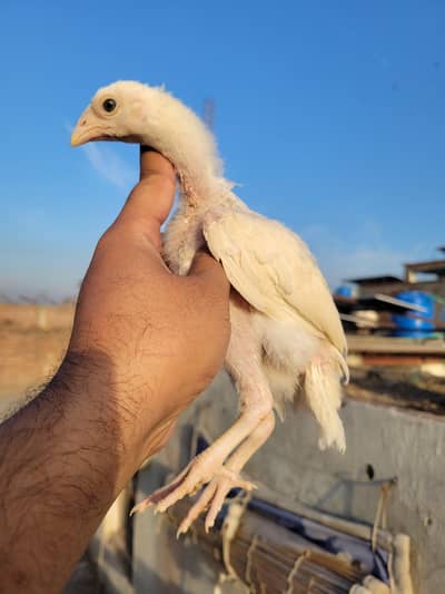 heera chick/heera aseel chic/heera chicks/white asel chicks/heera pair