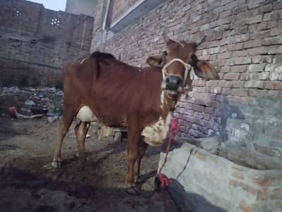 shahiwal or chowlistani cow