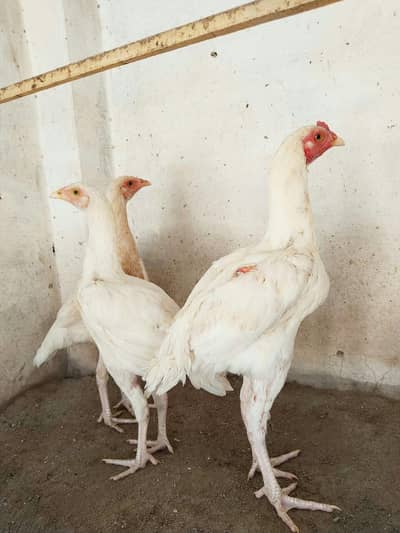 White heera trio set  03074968775