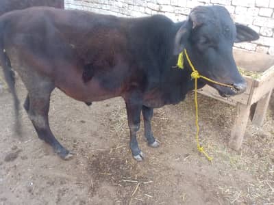 Desi cross bachra for urgent Sale