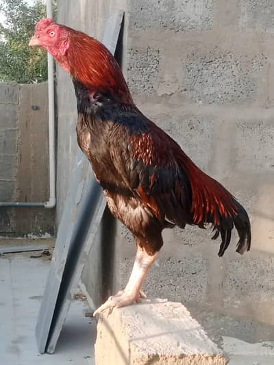 Original Mianwali Aseel patha