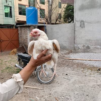 zero size mianwali Heera female for sale