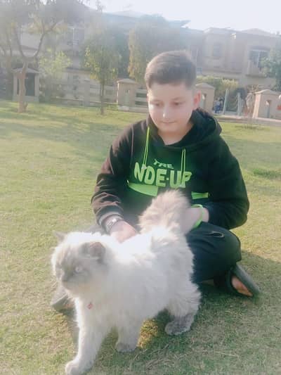 Persian Cat For Sale