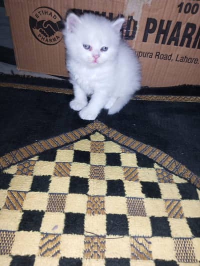Persian kitten for sale